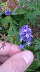 Polygala caucasica