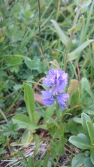 Polygala caucasica