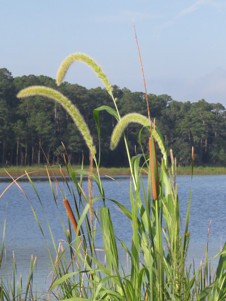 Giant Bristlegrass from Bear Island Wildlife Management Area, Edisto