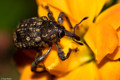 Marshallius bonelli