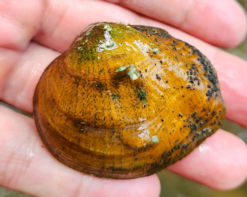 Three-horn Wartyback