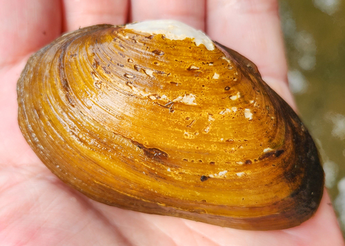 rayed kidneyshell