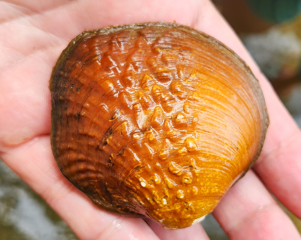 Pustulosa kieneriana