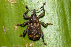 Marshallius bonelli