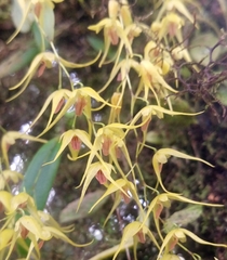 Trichosalpinx dirhamphis