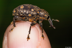 Marshallius bonelli