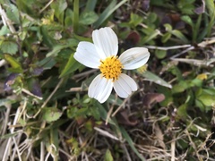 Bidens alba
