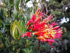 Tristerix longibracteatus