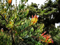 Tristerix longibracteatus