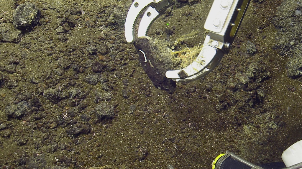 Brittle star (OTU EO02) (Seamounts of Canada's Large Offshore Pacific