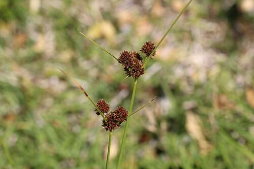 Image of Cyperus reflexus by (c) Cesar Ormazabal, some rights reserved (CC BY)