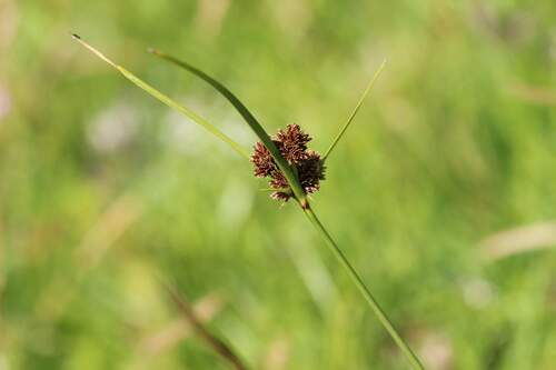 Image of Bentawn Flatsedge (Cyperus reflexus) by (c) Cesar Ormazabal, some rights reserved (CC BY)