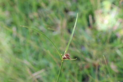 Image of Bentawn Flatsedge (Cyperus reflexus) by (c) Cesar Ormazabal, some rights reserved (CC BY)