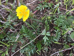 Potentilla hickmanii
