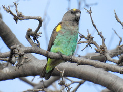 Meyer's Parrot photo 2
