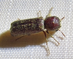 Amphicerus bicaudatus