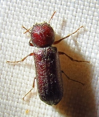 Amphicerus bicaudatus