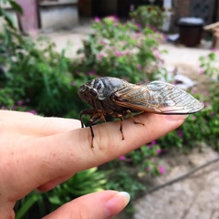 Cryptotympana atrata