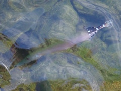 Aulostomus strigosus