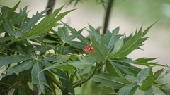 Jatropha multifida image