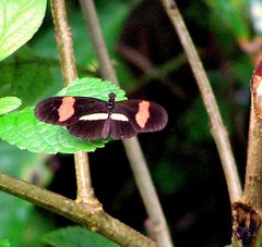 Heliconius melpomene rosina