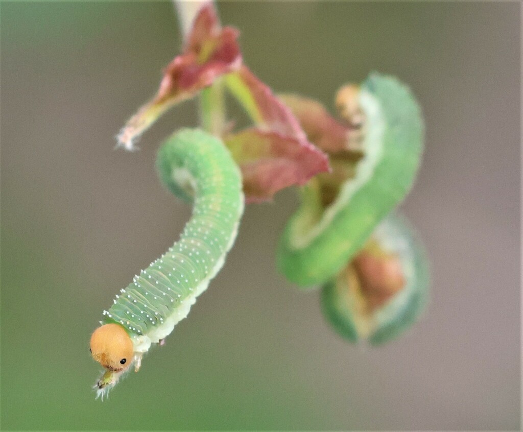 Allantus viennensis