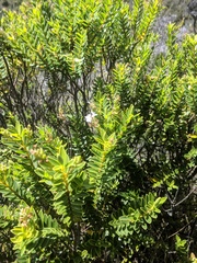 Veronica brachysiphon