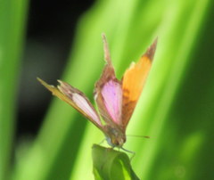 Marpesia marcella valetta