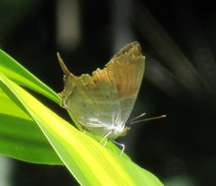 Marpesia marcella valetta