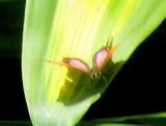 Marpesia marcella valetta