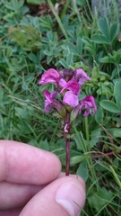 Pedicularis nordmanniana