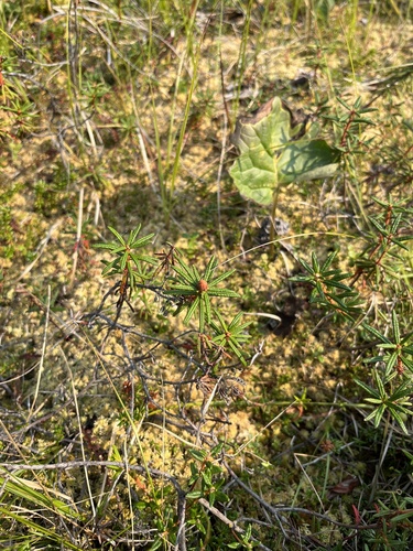 Rhododendron tomentosum observed 2023-08-06