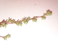 Petrosimonia litwinowii