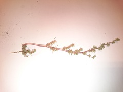 Petrosimonia litwinowii