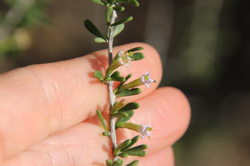 Water jacket (Lycium andersonii)