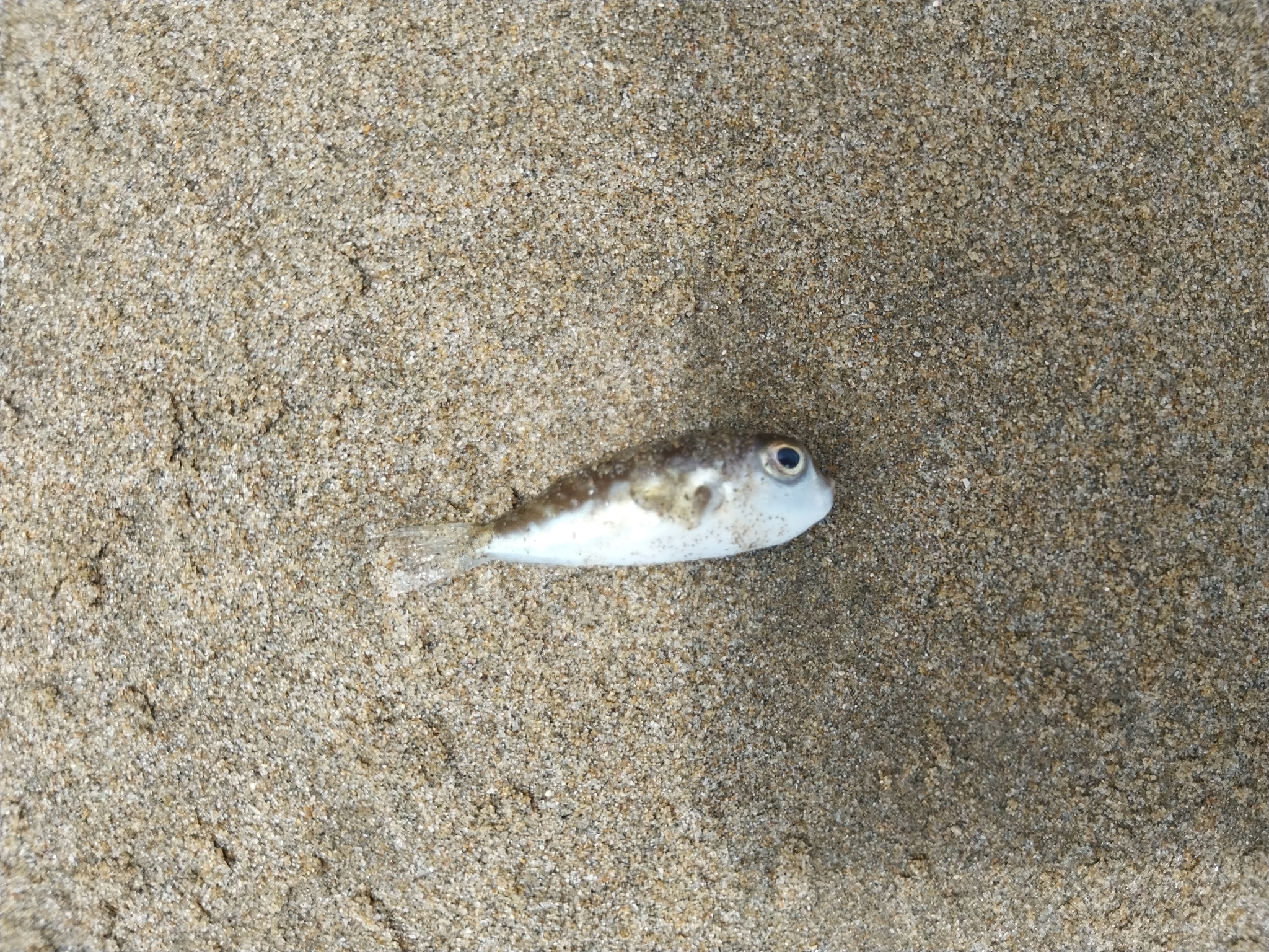 Pygmy Puffer photo 4