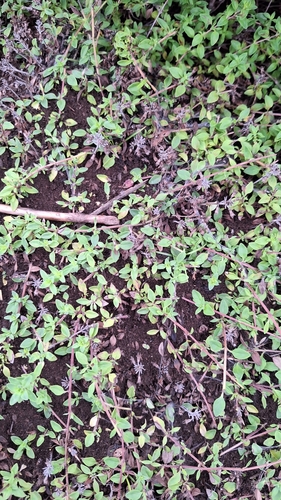 Thymus semiglaber, photograph 3