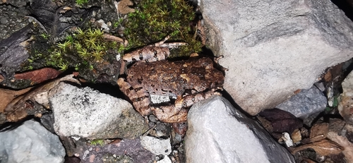 Fujian Asian Toad, Leptobrachella liui