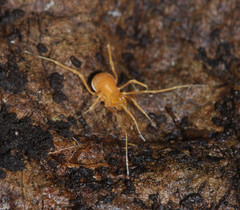 Phalangodidae