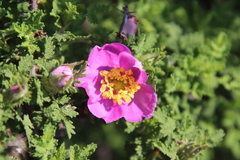 Rosa minutifolia
