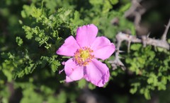 Rosa minutifolia