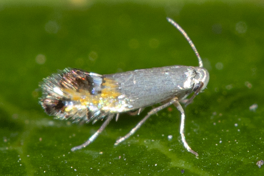 Coptodisca arbutiella