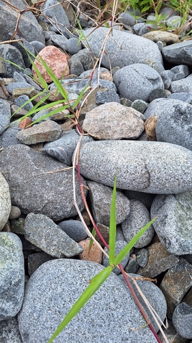 Image of Japanese Reed (Phragmites japonicus) by (c) Violetta Dzizyurova, some rights reserved (CC BY)