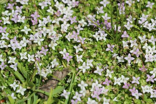 Image of Oldenlandia salzmannii by (c) Cesar Ormazabal, some rights reserved (CC BY)