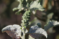 Ambrosia chenopodiifolia