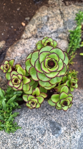 Image of Orostachys maximowiczii by (c) Violetta Dzizyurova, some rights reserved (CC BY)