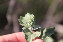 Ambrosia chenopodiifolia