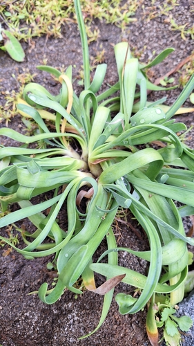 Image of Allium spirale by (c) Violetta Dzizyurova, some rights reserved (CC BY)