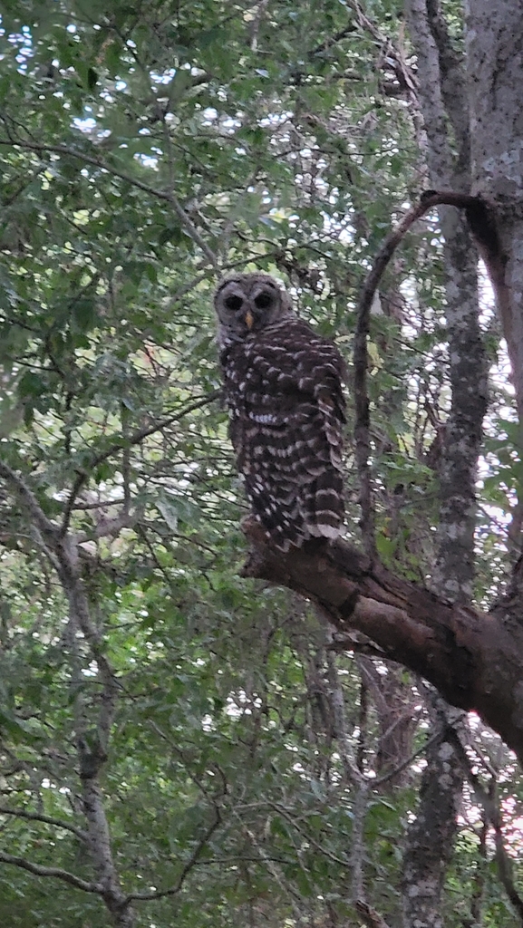 Barred Owl From Bastrop County US TX US On August 6 2023 At 08 15 PM   Large 