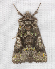 Behrensia conchiformis